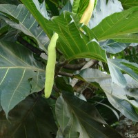 Artocarpus altilis (Parkinson) Fosberg
